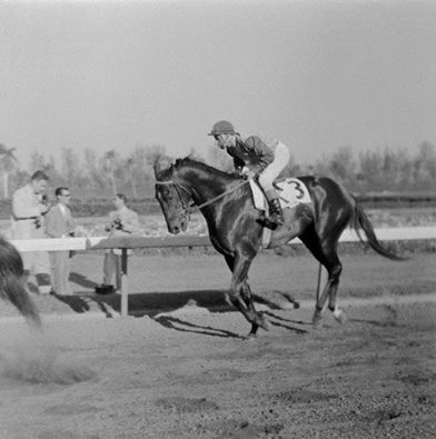 Bold Ruler (USA) 1954 :: www.gopura-xx.com