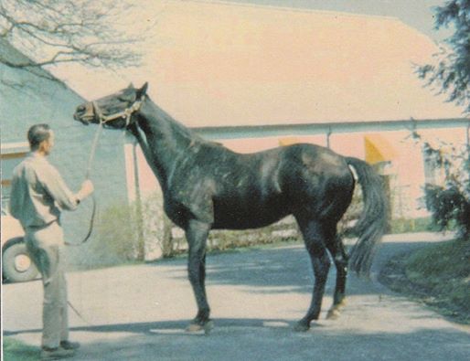 Bold Ruler (USA) 1954 :: www.gopura-xx.com